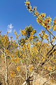 Hamamelis (Hamamelis mollis) Goldcrest, in bloom