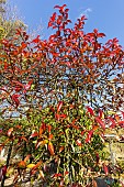 Confederate jasmine (Trachelospermum jasminoides) foliage in winter