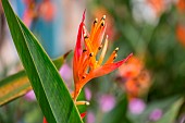 Parrots beak (Heliconia psittacorum), Paraty, Rio de Janeiro State, Brazil