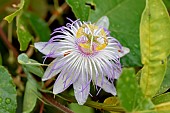 Wild maracuja (Passiflora foetida), Maranhao, Brazil