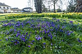 Spring crocus (Crocus vernus) Grand Maitre and Bunch-flowered Daffodil (Narcissus tazetta) Scarlet Gem, flowering in a lawn, Ecole du Breuil, Paris, France