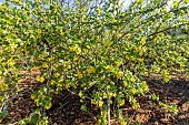 Clove Currant (Ribes odoratum) in bloom