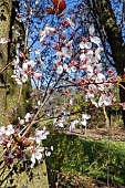 Flowering Plum (Prunus cerasifera) Pissardii, flowers