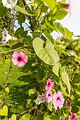 Black Eyed Susan Vine (Thunbergia alata) ?Arizona Rose Sensation?, in bloom