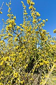 Cornelian Cherry (Cornus mas) Variegata, in bloom