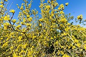 Cornelian Cherry (Cornus mas) Variegata, in bloom