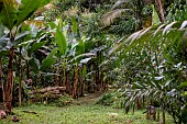 Cocoa, banana and palm trees in agroforestry system, Ubatuba, Sao Paulo State, Brazil