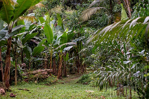 Cocoa_banana_and_palm_trees_in_agroforestry_system_Ubatuba_Sao_Paulo_State_Brazil