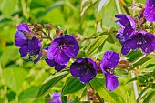 Princess flower (Tibouchina grandifolia), flowers