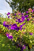 Princess flower (Tibouchina grandifolia), flowers