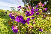 Princess flower (Tibouchina grandifolia), flowers