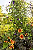 Dahlia Le Croco and Tall Morning Glory (Ipomoea purpurea) Kniolas Black in bloom