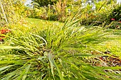 Japanese Forest Grass (Hakonechloa macra) Aureola