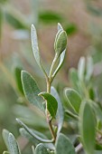 Sea purslane (Halimione portulacoides), Gard, France