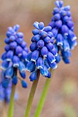 Armenian grape hyacinth (Muscari armeniacum), Gard, France