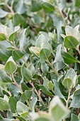 Mediterranean saltbush (Atriplex halimus), foliage in early spring, Gard, France