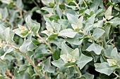 Mediterranean saltbush (Atriplex halimus), foliage in early spring, Gard, France