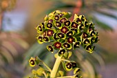 Mediterranean spurge (Euphorbia characias), inflorescence, Gard, France