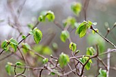 Elm (Ulmus sp.), young leaves in early spring, Gard, France