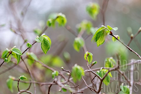 Elm_Ulmus_sp_young_leaves_in_early_spring_Gard_France
