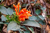 Flamevine (Pyrostegia venusta), fleurs