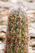 Cactus (Oreocereus sp.)