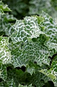 Ladys milk thistle (Silybum marianum), leaf, Gard, France