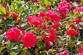 Rosa Sommerabend Breeder : Kordes (GER) 1995, in bloom