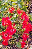 Rosa Sommerabend Breeder : Kordes (GER) 1995, in bloom