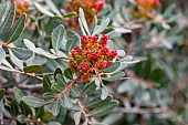 Mastic (Pistacia lentiscus), male flowers, Gard, France