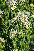 Whitetop (Lepidium draba), Gard, France