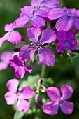 Honesty (Lunaria annua), flowers, Gard, France