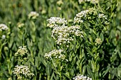 Whitetop (Lepidium draba), Gard, France