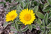 Gold coin plant (Pallenis maritima), Calanques National Park, Bouches-du-Rhone, France