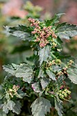 Nettle-leaved goosefoot (Chenopodiastrum murale), Bouches-du-Rhone, France