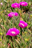 Hottentot-fig (Carpobrotus edulis) in bloom, Calanques National Park, Bouches-du-Rhone, France