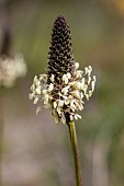 Ribwort plantain (Plantago lanceolata), Vaucluse, France