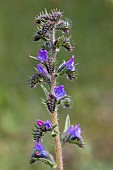 Vipers bugloss (Echium vulgare), Vaucluse, France