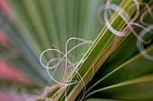 Leaf of Desert fan palm (Washingtonia filifera) showing hairy filaments