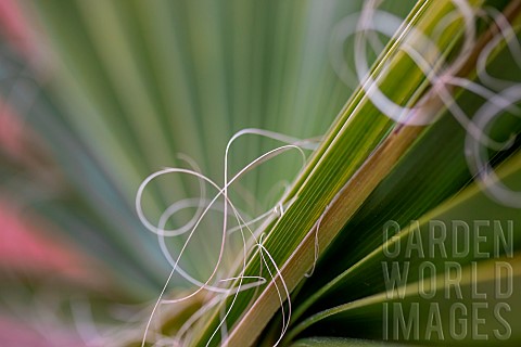 Leaf_of_Desert_fan_palm_Washingtonia_filifera_showing_hairy_filaments