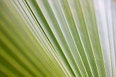 Desert fan palm (Washingtonia filifera)