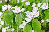 Quince (Cydonia obloga) in bloom, Vaucluse, France