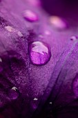 Bearded iris (Iris germanica) petal close up with raindrops