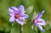 Common storks bill (Erodium ciconium) flowers, Gard, France