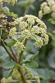 Alexanders (Smyrnium olusatrum), Gard, France