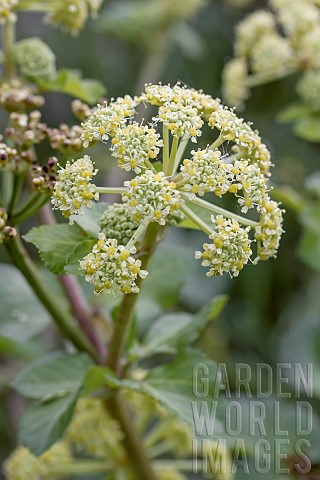 Alexanders_Smyrnium_olusatrum_Gard_France