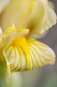 Crimean iris (Iris lutescens), flower detail, Gard, France