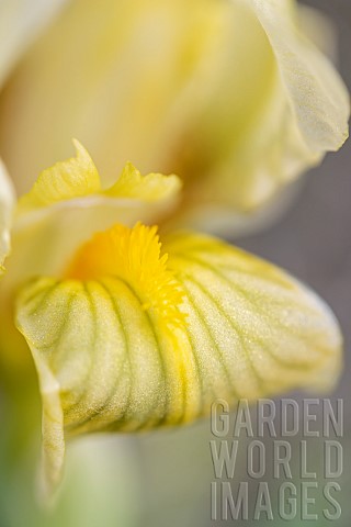 Crimean_iris_Iris_lutescens_flower_detail_Gard_France