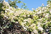 Old Man Beard (Clematis vitalba) in a hedge, autumn, Pas-de-Calais, France