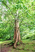 Dawn redwood (Metasequoia glyptostroboides), summer, Brittany, France